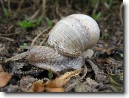 Hlem����������������