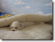 V ber�n��m rou�e