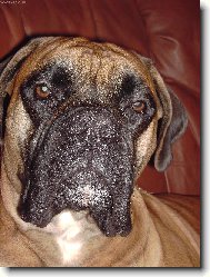 Na�e milovan� Zlat��ko