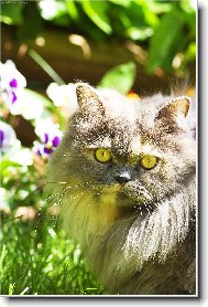 Nevinn�  kuku� ...