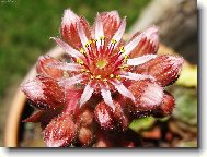 Net�esk - Sempervivum