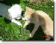 V�le�n� porada