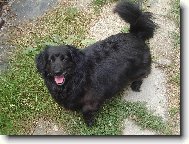 chlupat� kuli�ka Betynka