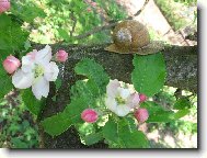 kvetouc� jablon�