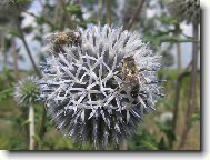 Bodl��ek se v�eli�kama