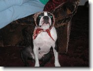 To je babi�ka nebo pejsek?