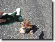 Hooohou,krokod����l