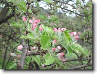 Rozv�jej�c� se poup� �vestky