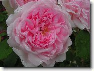 R��e a kapky de�t�