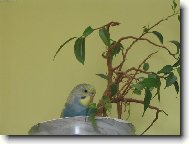 Tazi na �t�ku...