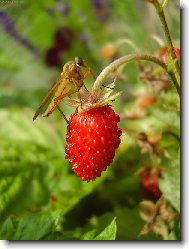 Sn�dan� v tr�v�