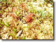 maso�rav� rosnatka