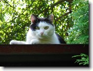 Na strom se za mnou nedostane�....