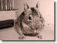 Osm�k degu