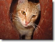 Zamilovan� ko�i�� pohled