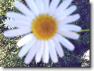 nejkr�sn�j�� kv�tina na louk�ch