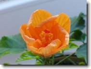 Ibi�ek v rozkv�tu