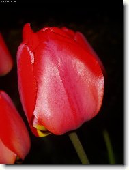 tulip�n