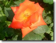 Orosen� kr�lovna