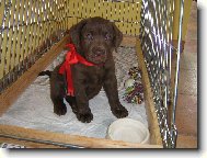 N� d�re�ek Abbynka