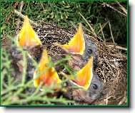 KASTINK NA NOV� 4TET