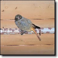 nachytali pt��ka...