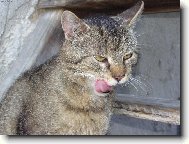 Bobi�ek po sn�dani.