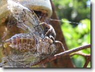 Ob�d pro pavou�ka