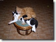 �u�l�n� ucha