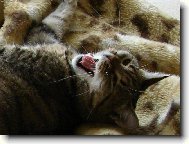 To vst�v�n�...