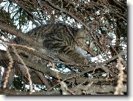 Na strom� je mi nejl�pe