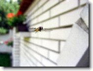 Zv�dav� vosi�ka...