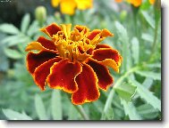 KR�SA AFRIK�N�