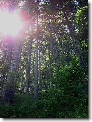 bukov� les na �eladn�