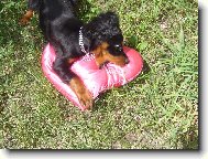 Gordonset�� l�ska...