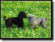 ...dva kamar�di...