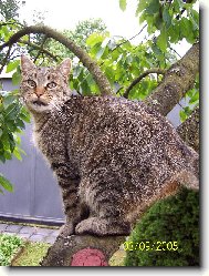 Ko�i�ka na t�e�ni