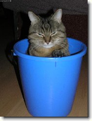 Silvestr v kybl�ku