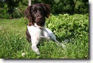 Nejlep�� veg�� je na zahr�dce