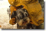 sv��inka pro draka :-)