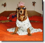 Hled�m psa sv�ch sn�, zna�ka 90,60,90