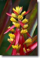 �chmea