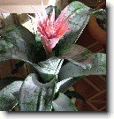 �chmea