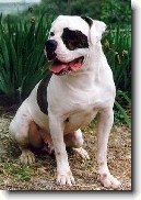 Americk� bulldog