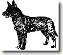 Australsk� kelpie