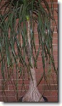 Beaukarnea, slon� noha