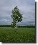 B��za bradavi�nat�