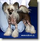 ��nsk� chocholat� pes