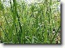 Cyperus, ��chor