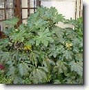 Ar�lie, prodara japonsk�